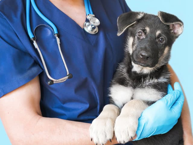 Clínica veterinaria y peluquería canina y felina en Santiago