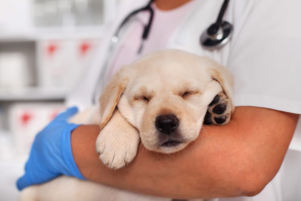 Tu clínica veterinaria en Santiago
